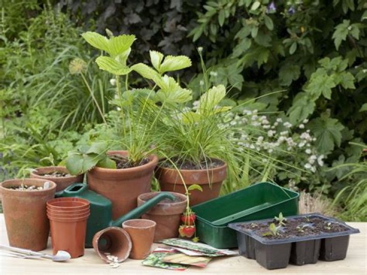 12 Useful Tips for New Gardening Enthusiasts