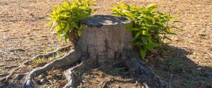 Are land clearing costs deductible?