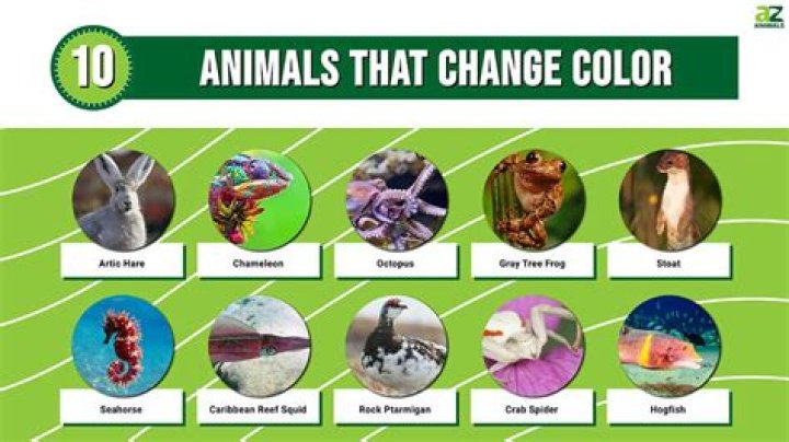 Can an S Corp change its name?