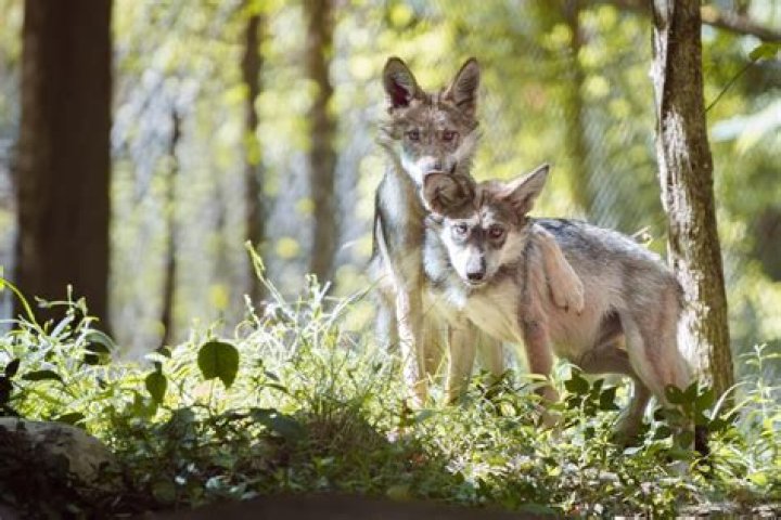 Can I take a 60-day loan from my IRA?