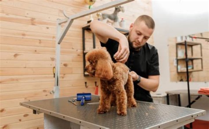 Do dog groomers need to be registered?