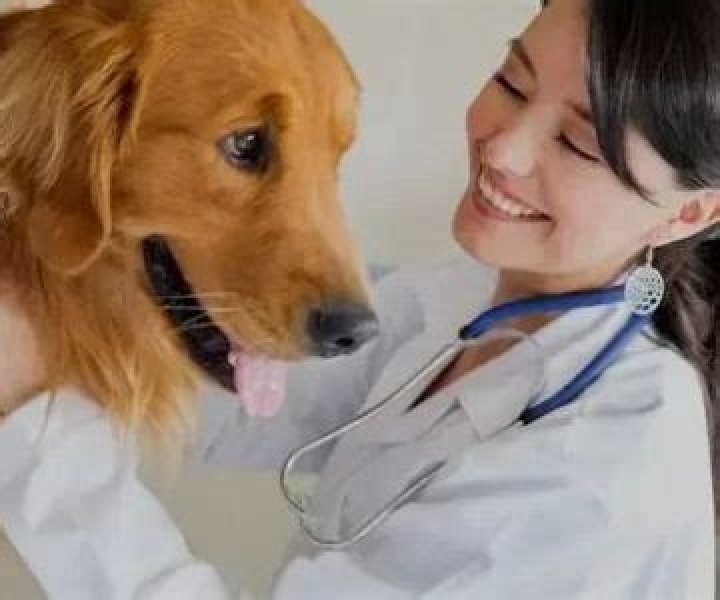 Do I need to send a 1099 to a veterinarian 2020?