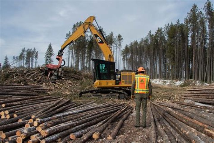 Do logging companies cut down trees?