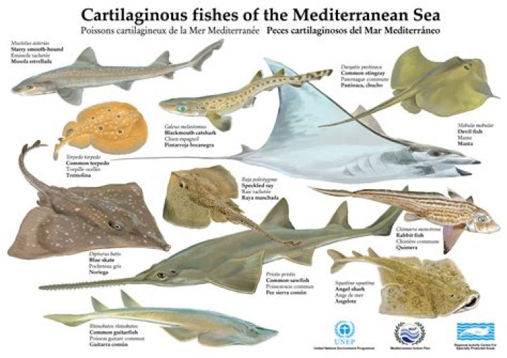 Do people fish in the Mediterranean sea?