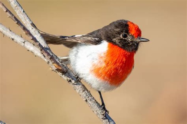 Do we have robin red breast in Australia?