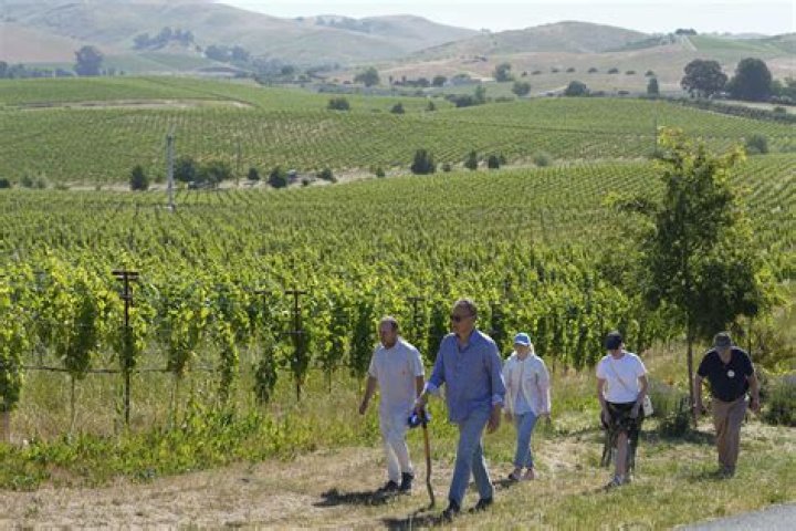 Do winemakers own vineyards?