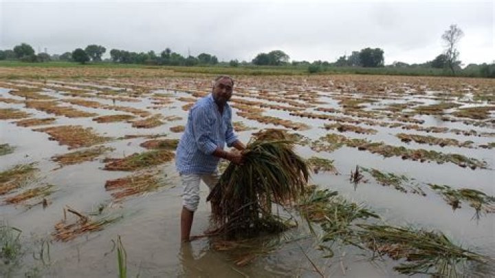 Does hail ruin crops?