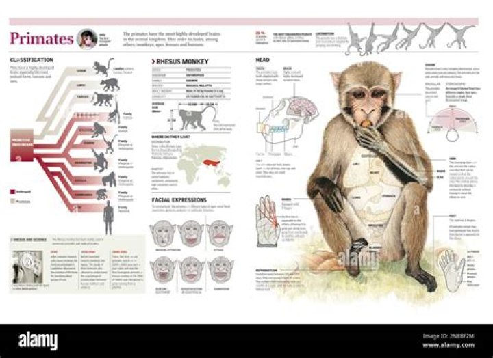 How are primates used in research?