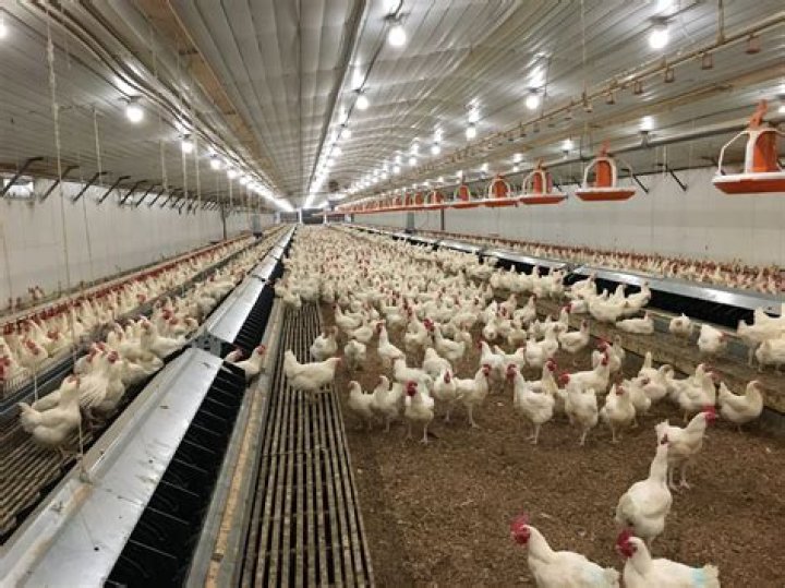 How can I sell poultry farm?