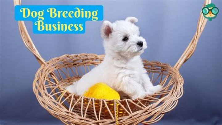 How do I start a Labrador breeding business?