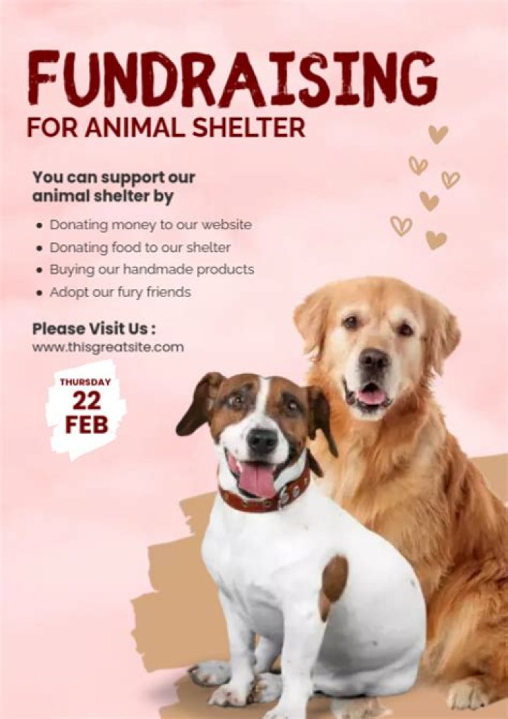 How do I start an animal shelter fundraiser?