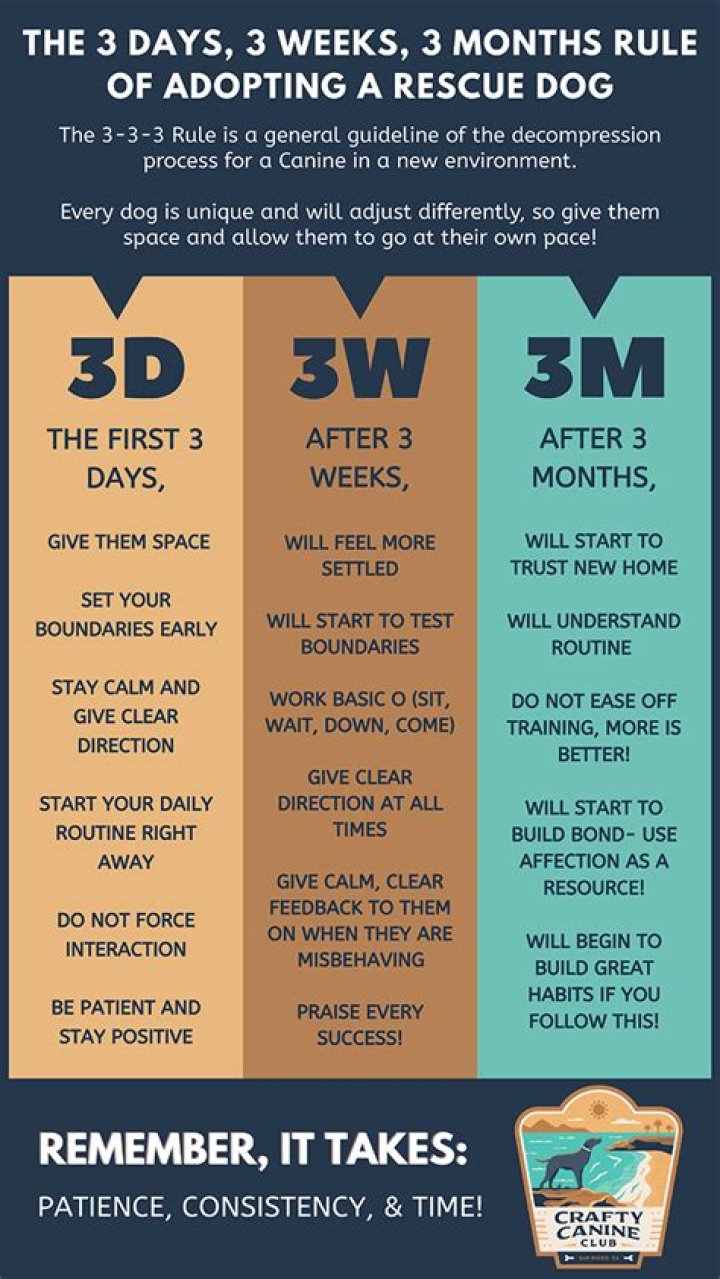 How long does it take for rescue dogs to adjust?