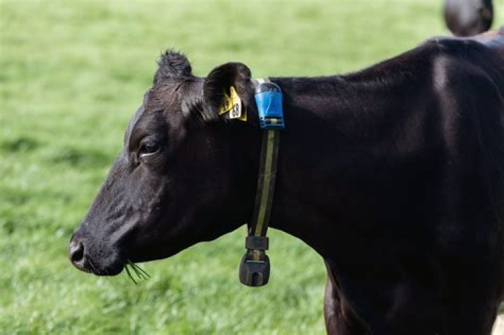 How much can you sell a cow/calf for?