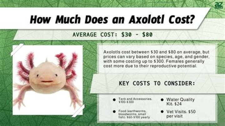 How much does a tax professional cost?