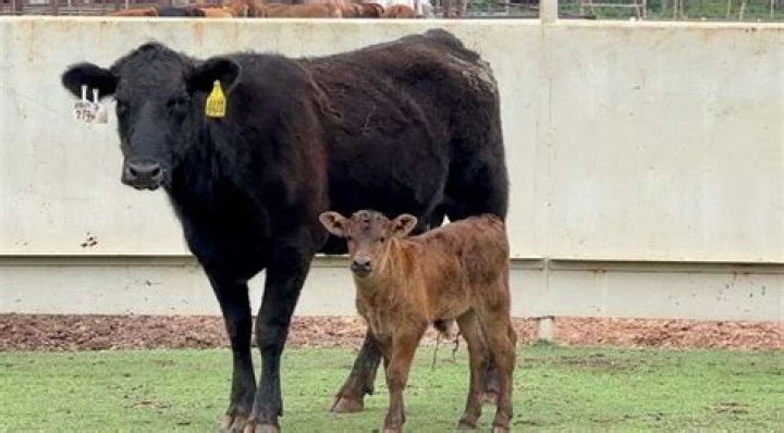 How much profit does a cow calf pair make?