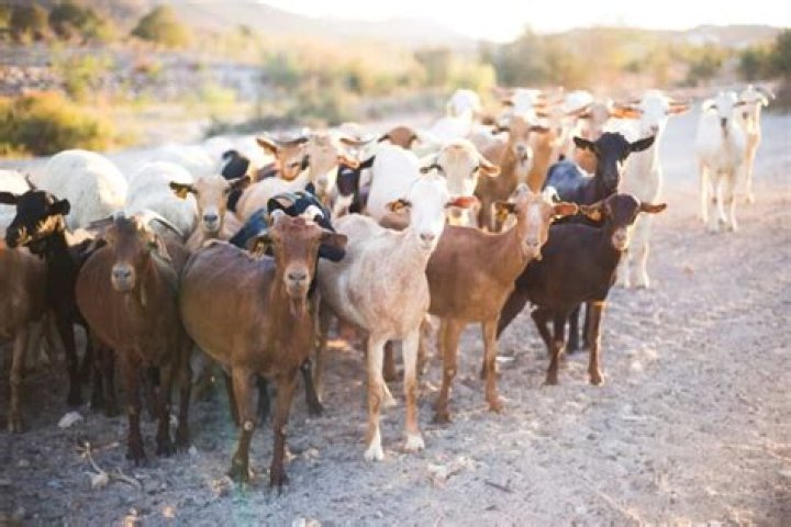 Is goat farming taxable?