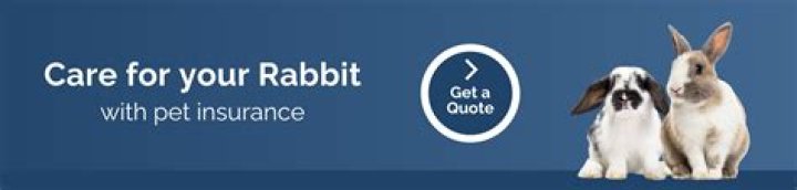 Is it worth getting rabbit insurance?