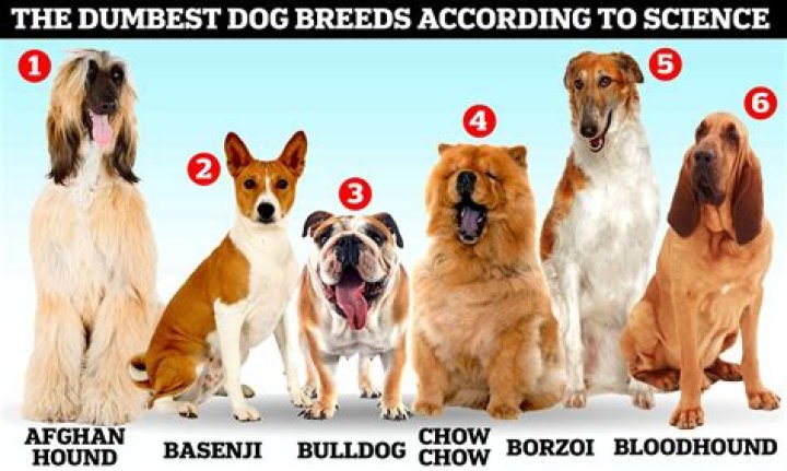 What breed of cattle brings the most money?