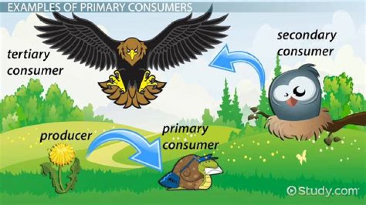 What is another word for consumer in science?