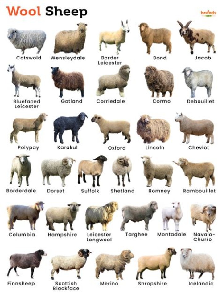 What is the most a sheep has sold for?
