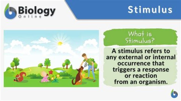 What is the stimulus used for?