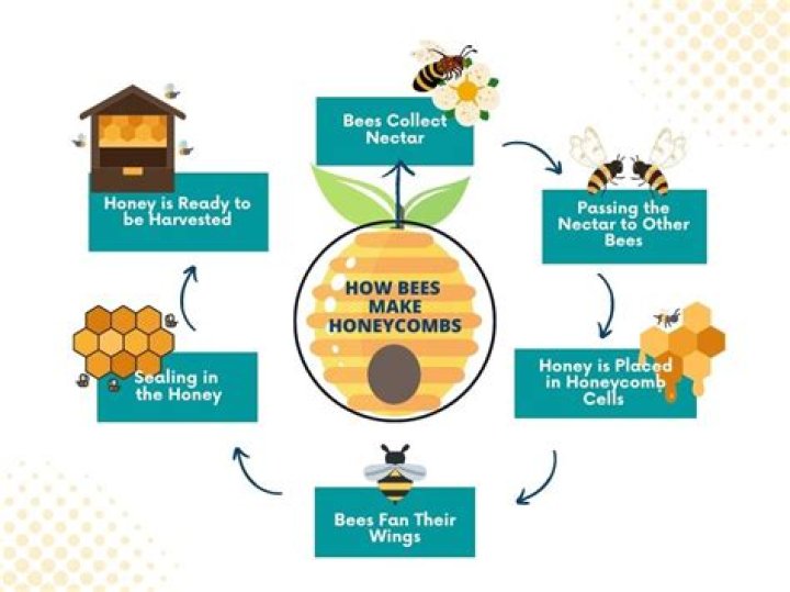 What to do if honey bees are in your house?