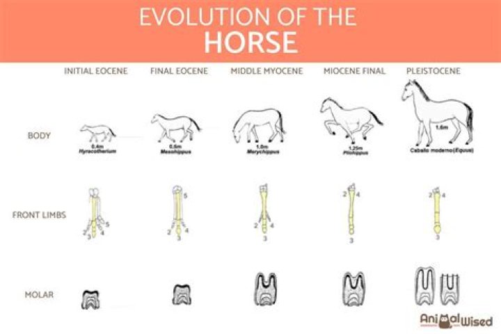 When did horse breeding begin?