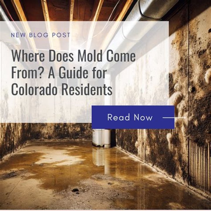 Where does household mold come from?