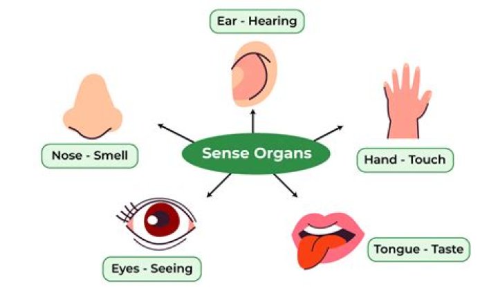 Why are all my senses heightened?