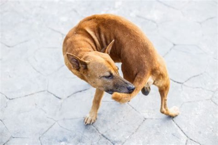 Why is my dog pulling hair out of her tail?