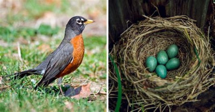 Will robins use the same nest twice?